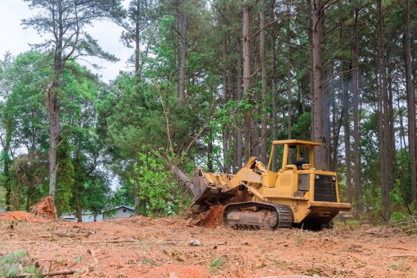 Trees Clearing in Walnut Creek