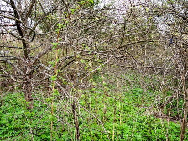 Underbrush Clearing in Walnut Creek