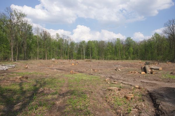 Pasture Clearing in Walnut Creek