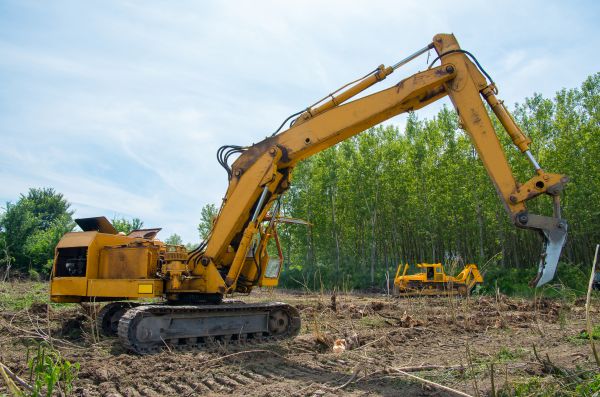 Farm Clearing in Walnut Creek