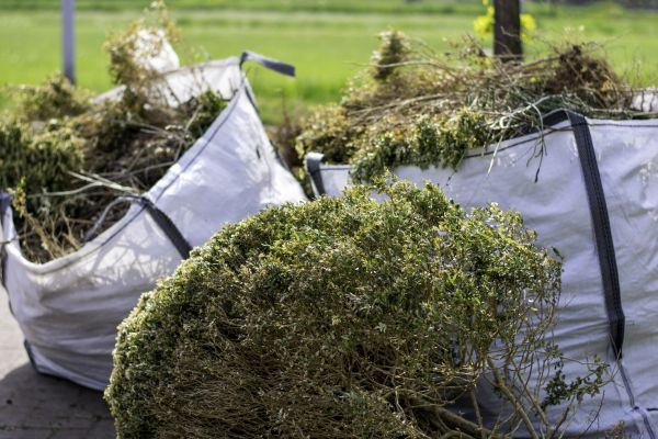 Bushes Clearing in Walnut Creek