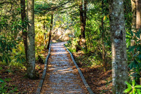 Trail Clearing in Walnut Creek